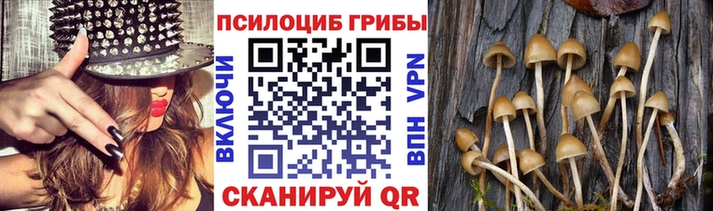 Псилоцибиновые грибы Magic Shrooms  что такое наркотик  Болгар 